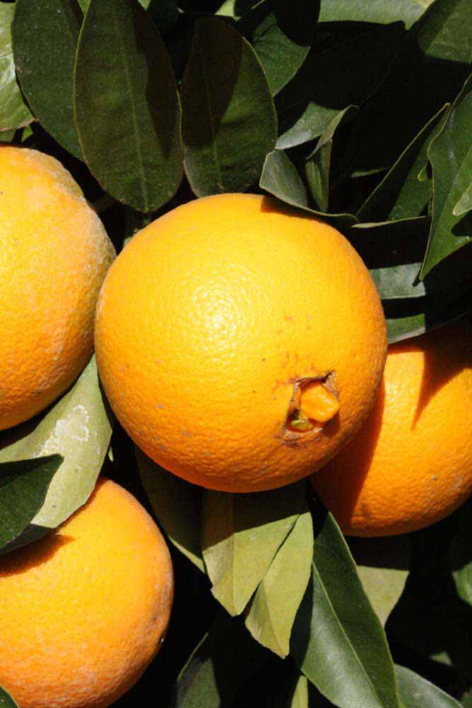            Fruit (Riverside, CA)   